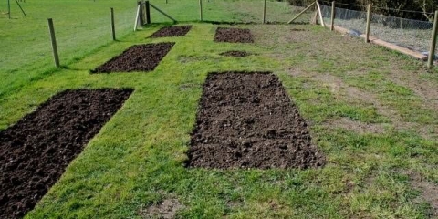 Kakvo cvijeće posaditi u jesen na selu